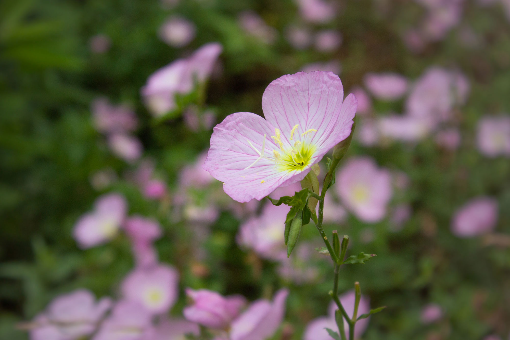 Light Pink Delecate Flowers