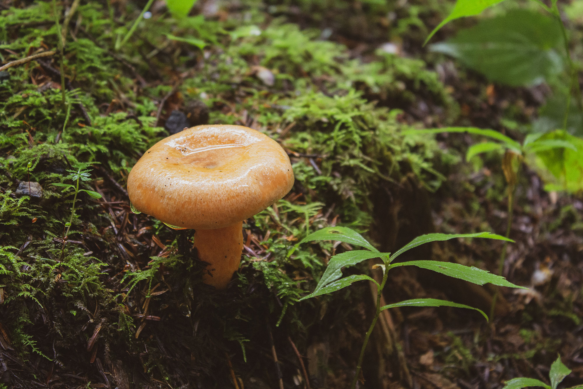 Orange Forest Mushroom