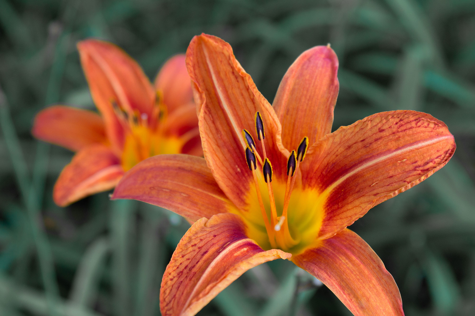 Orange Lily