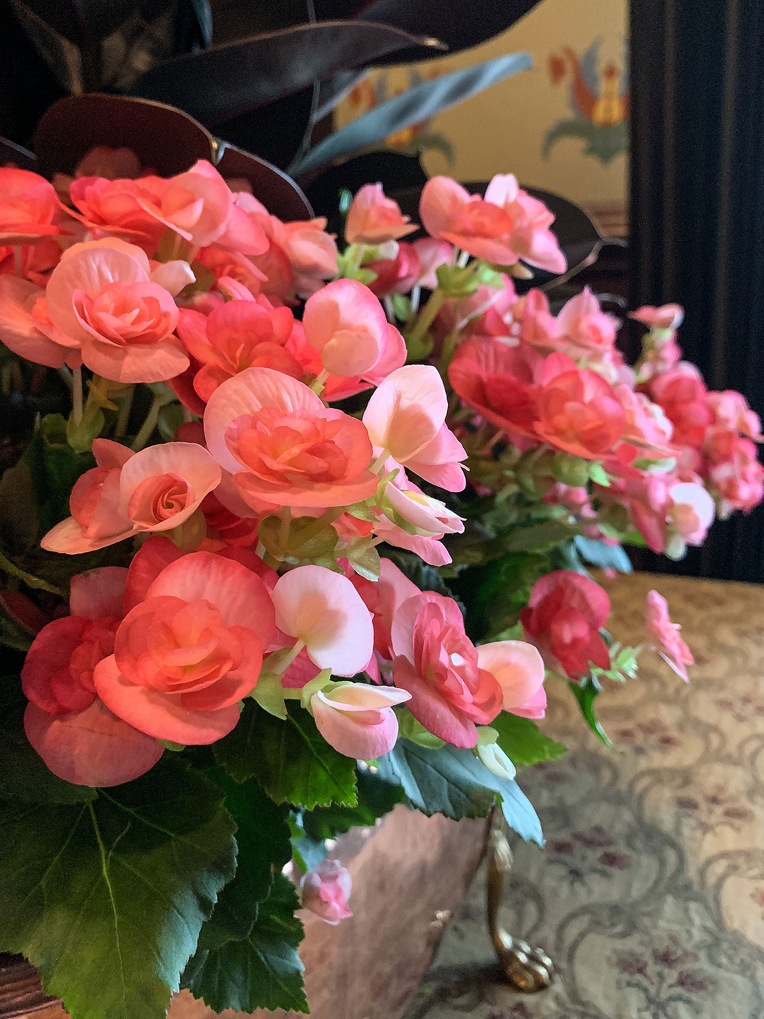 Pink Begonias