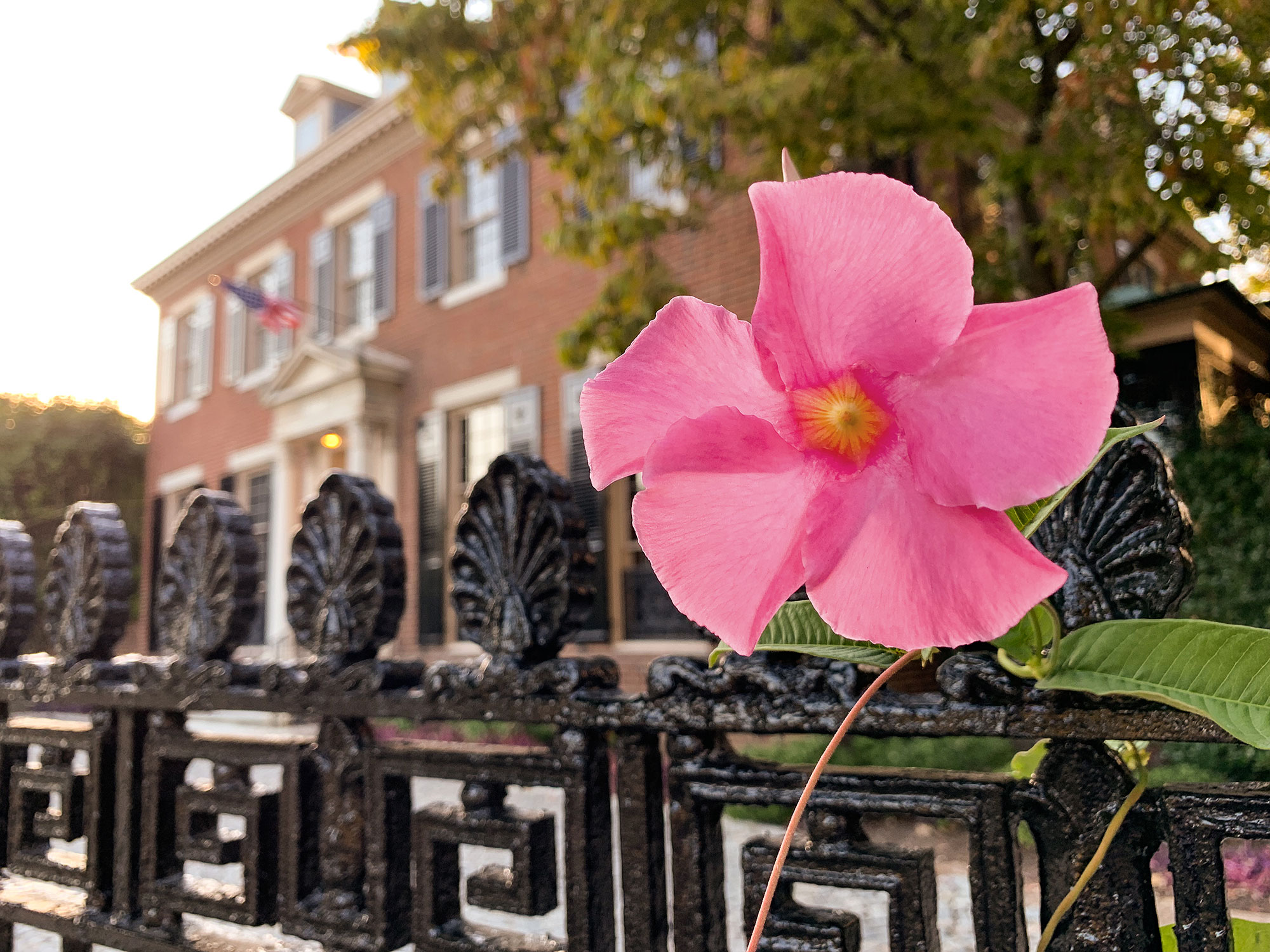 Pink Flower & Iron Fence