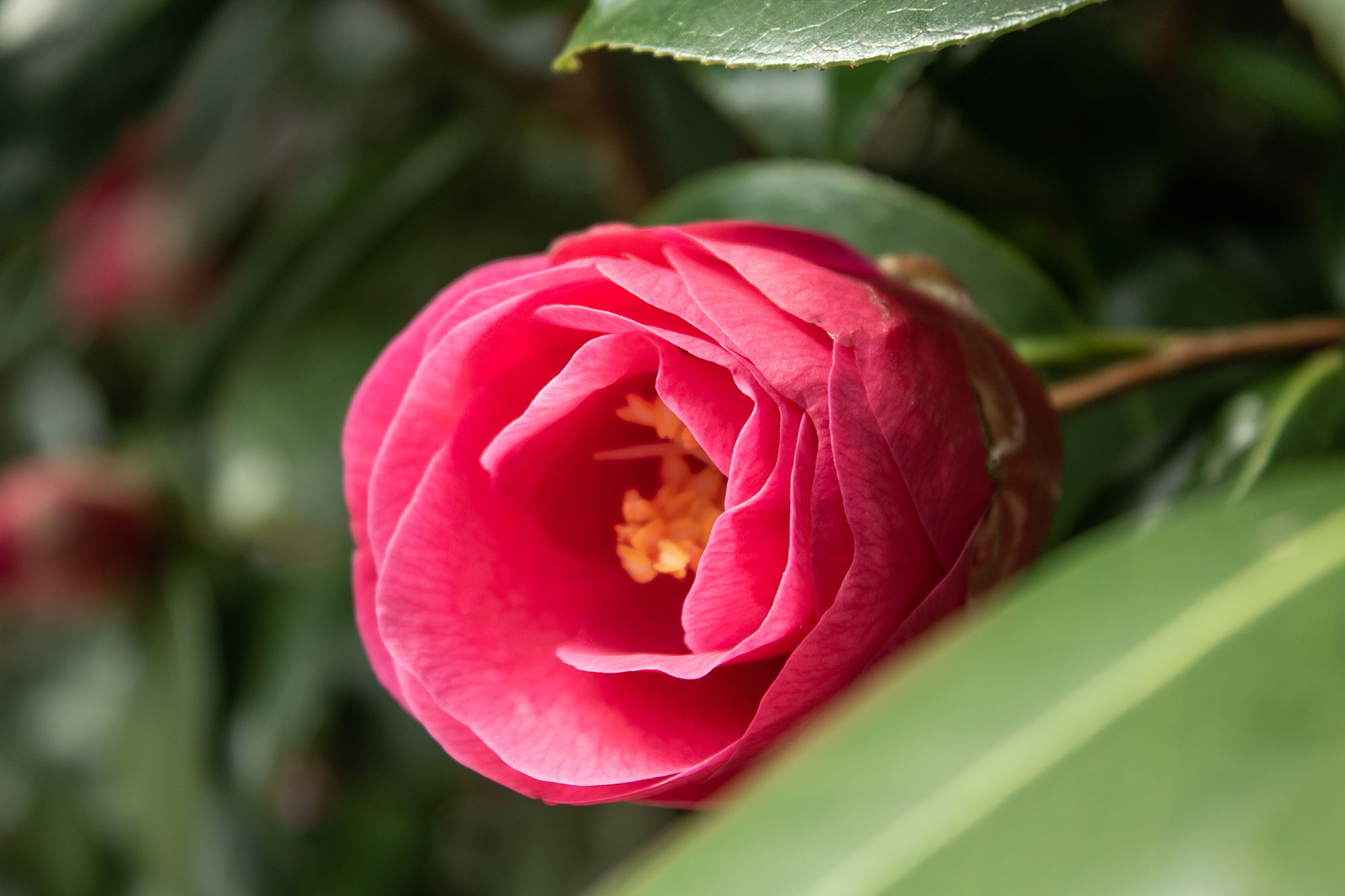 Pink Flower Beginning to Bloom