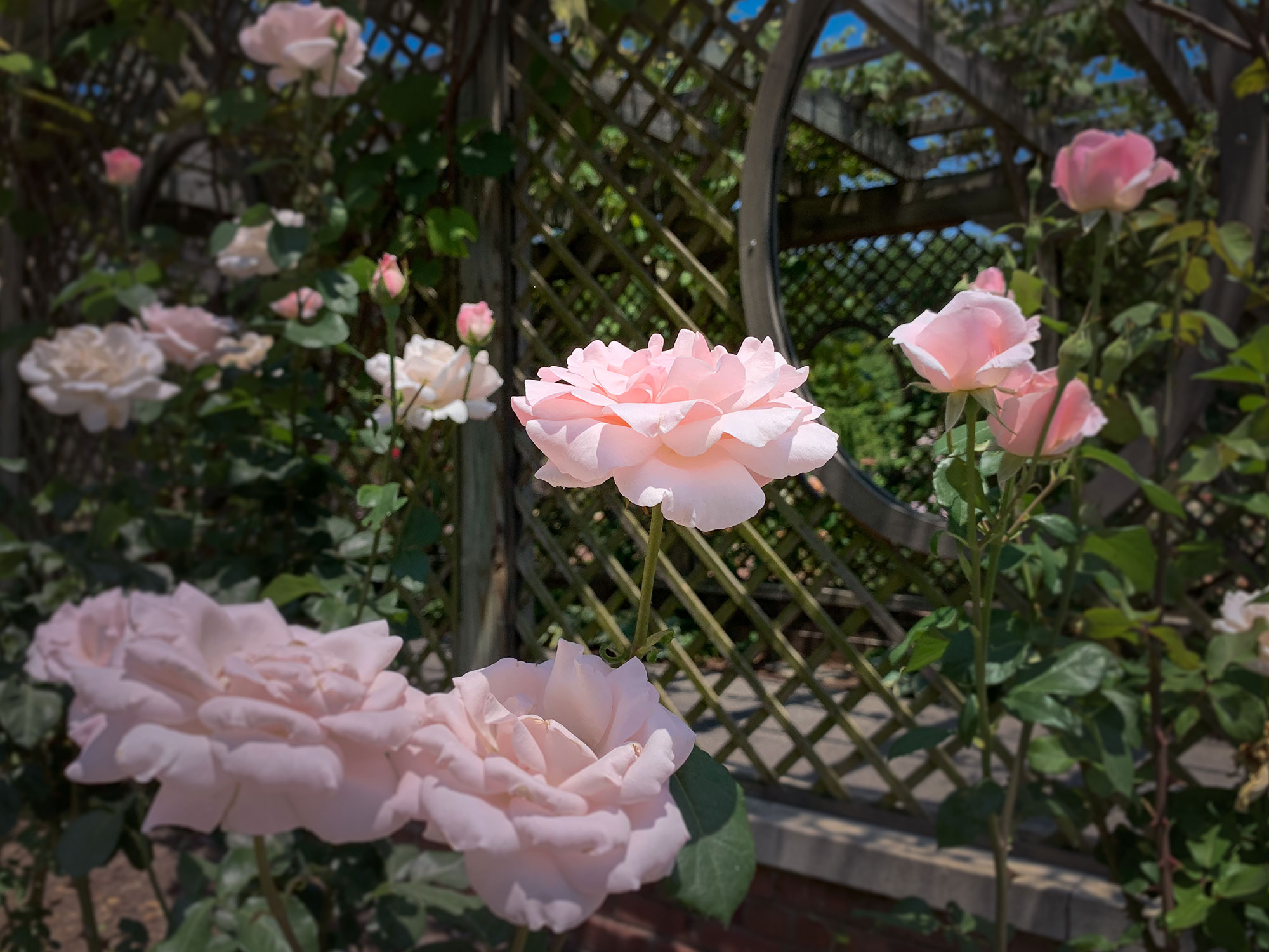 Pink Rose Garden