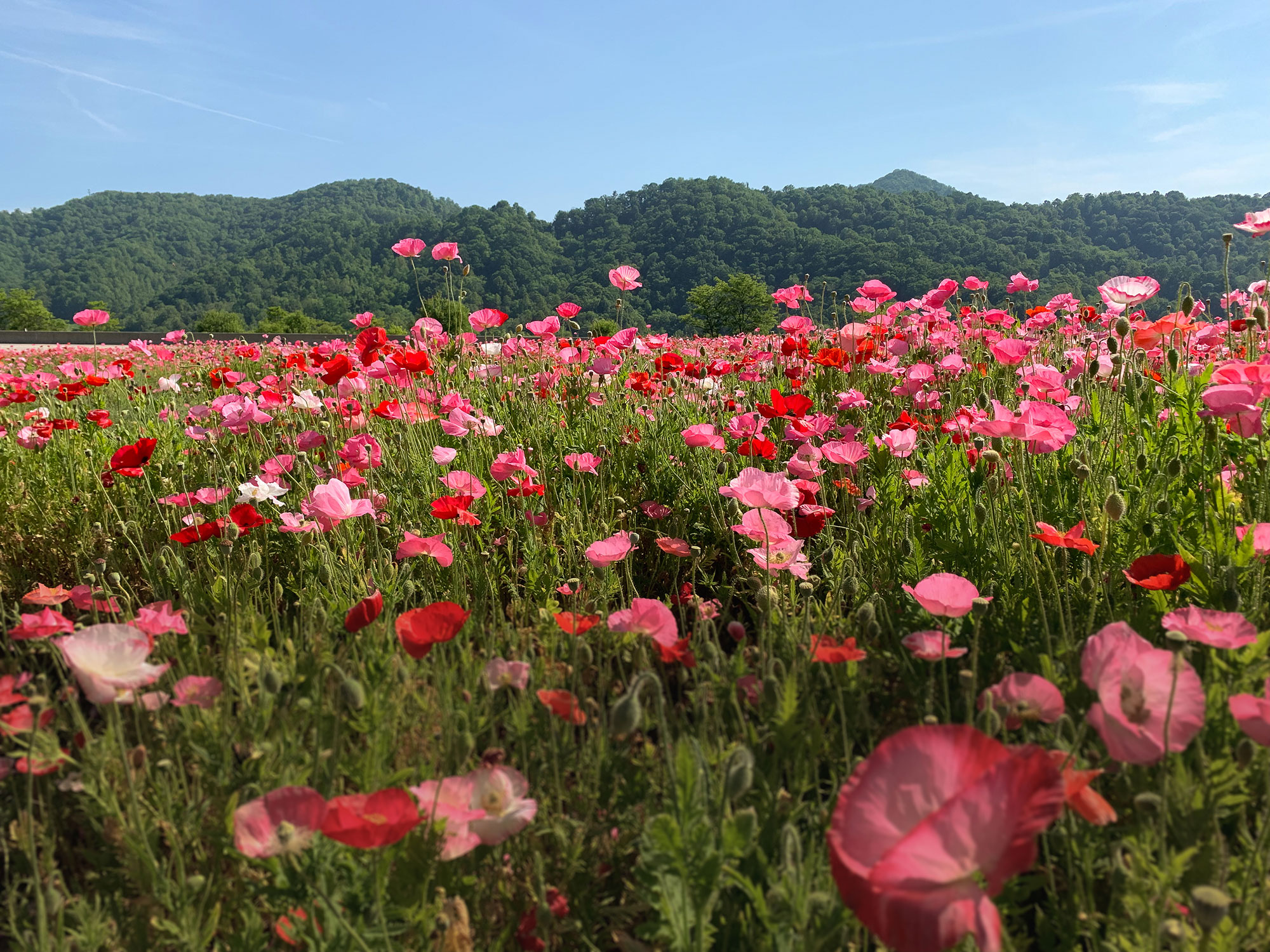 Field of Poppies