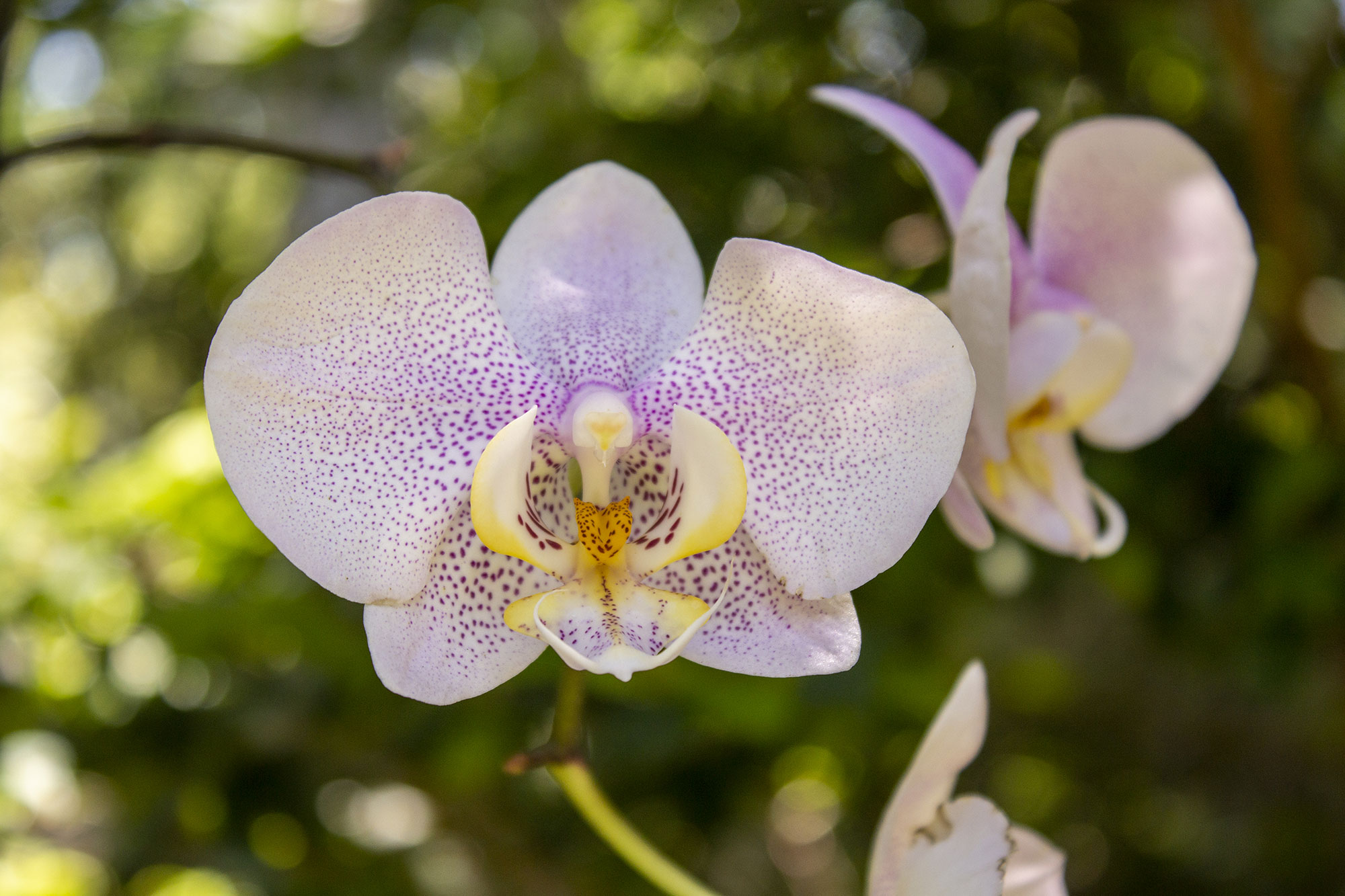 Purple Spotted Orchid