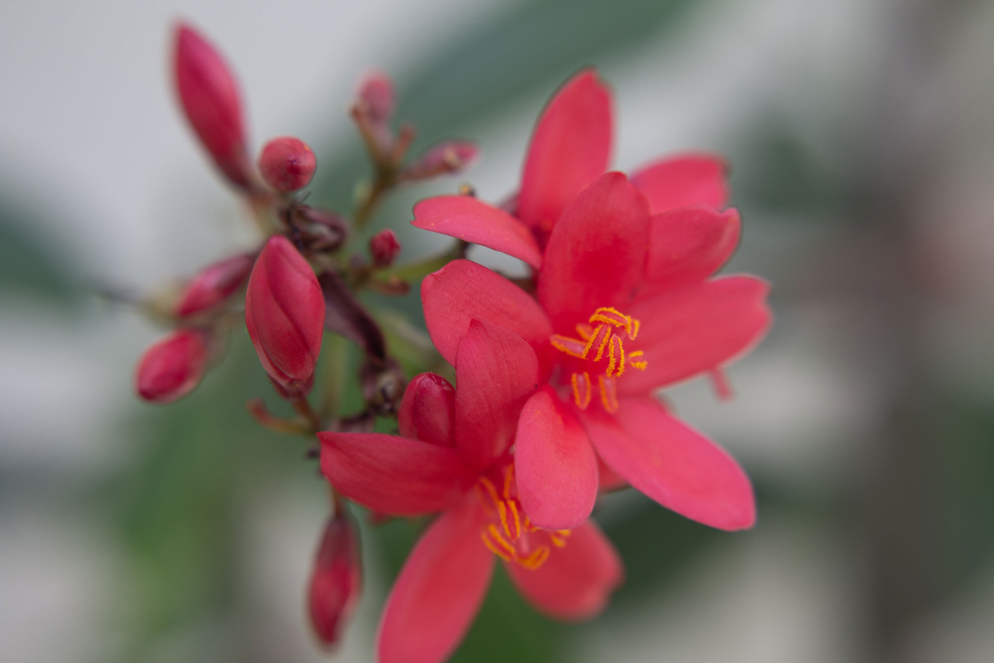 Small Red Flowers