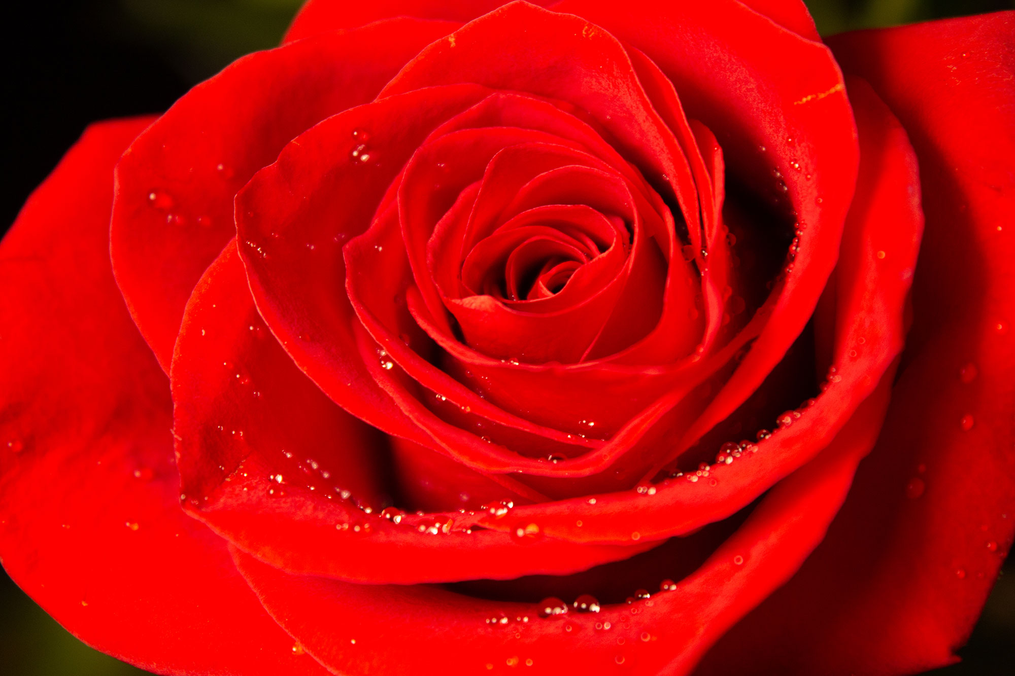 Red Rose with Dew