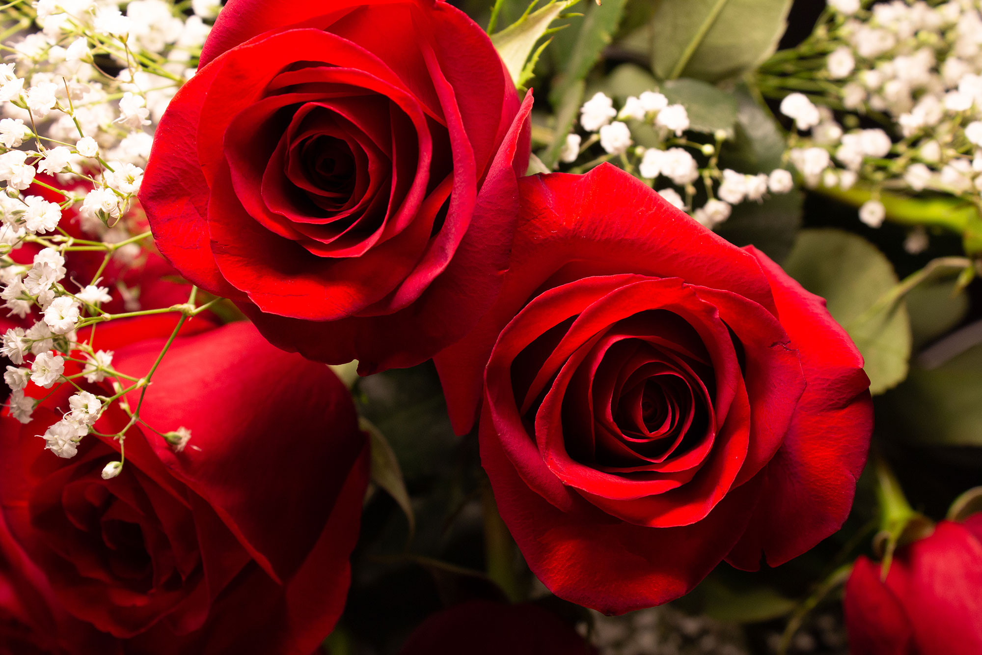 Red Roses
