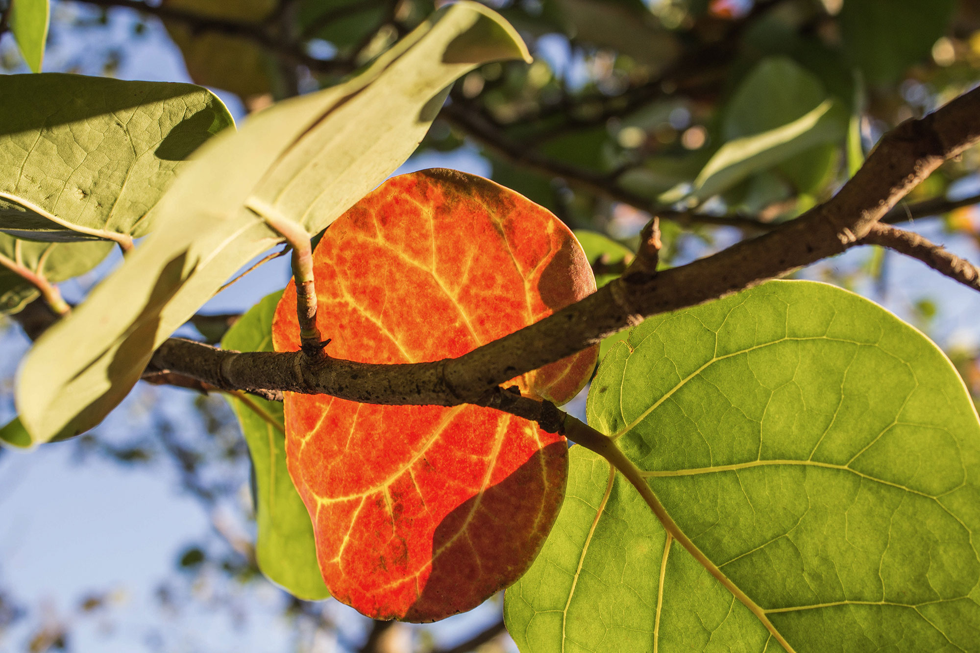 Sea Grape Leaf