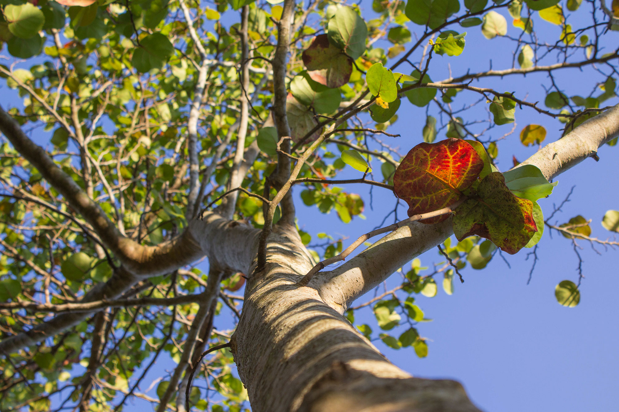 Sea Grape Tree