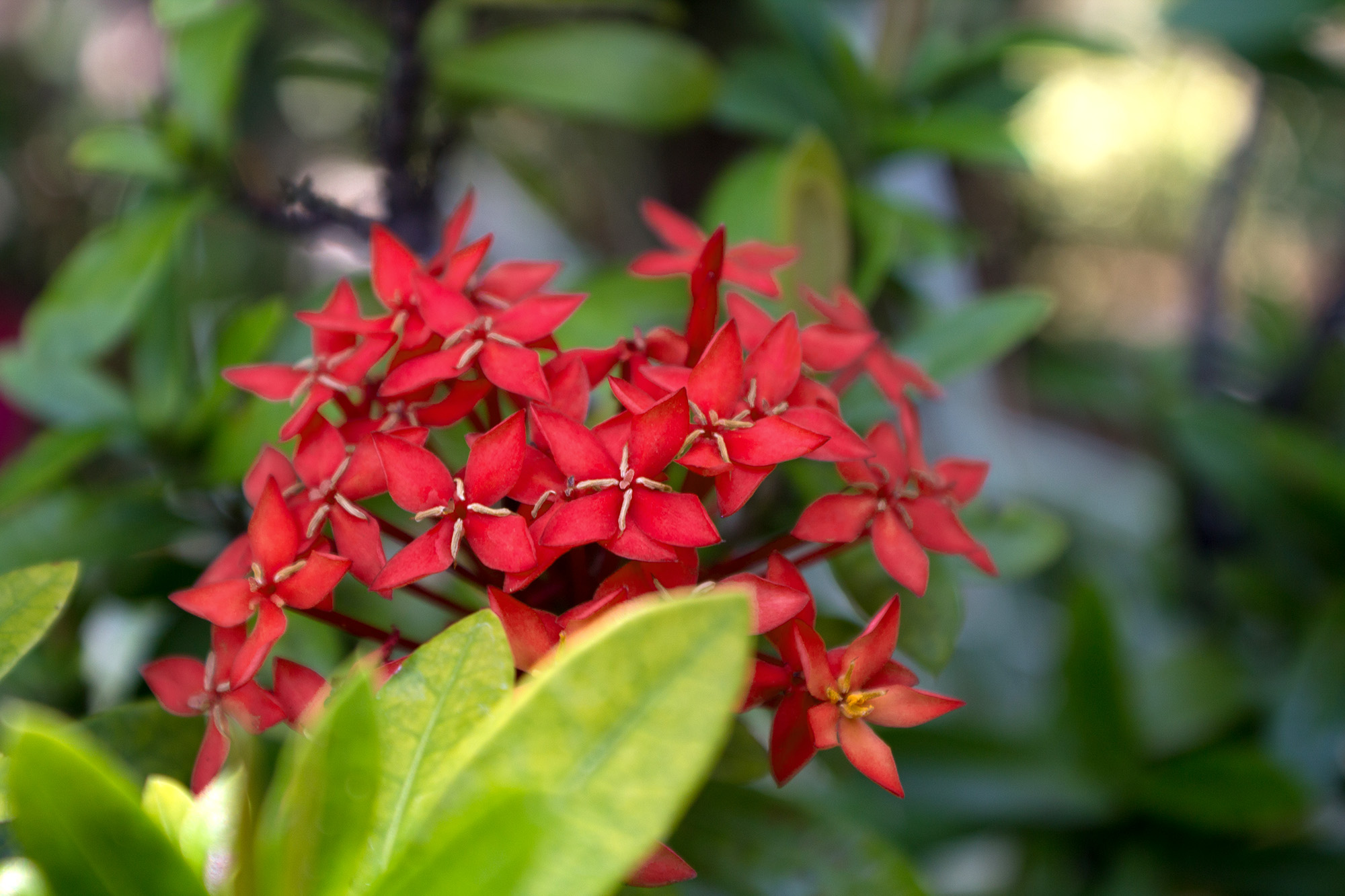 Small Red Flower Cluster