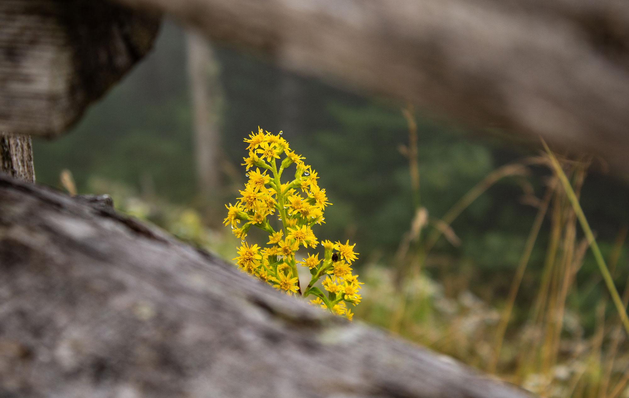 Yellow Wildflowers & Wooden Fence