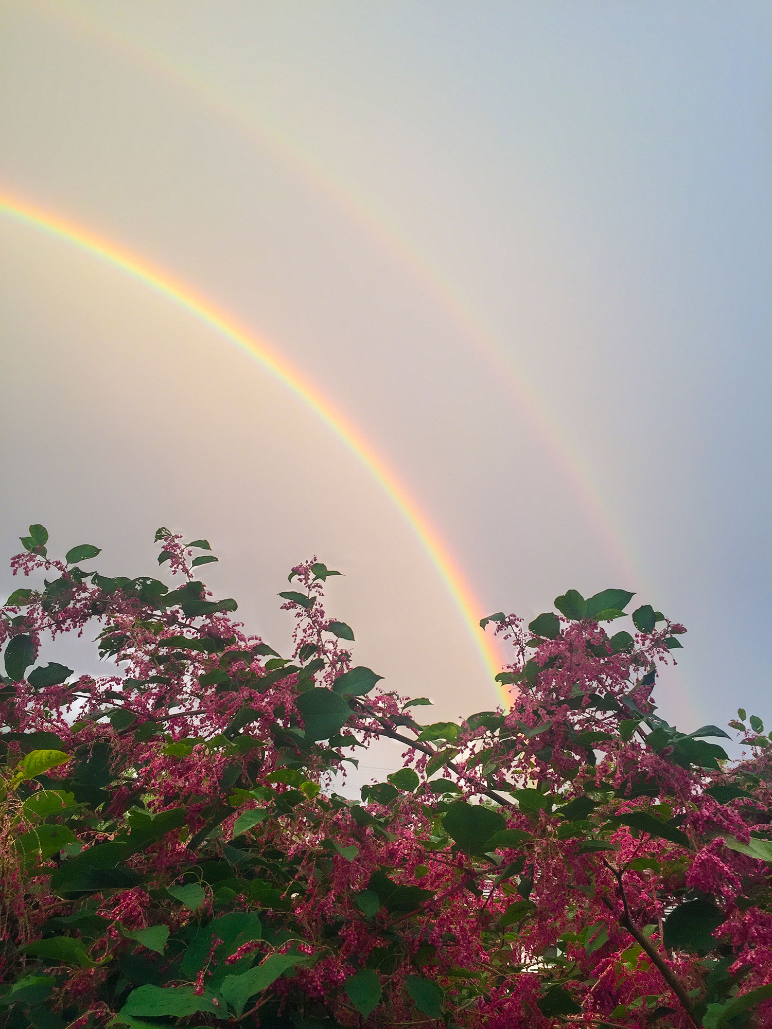 Double Rainbow