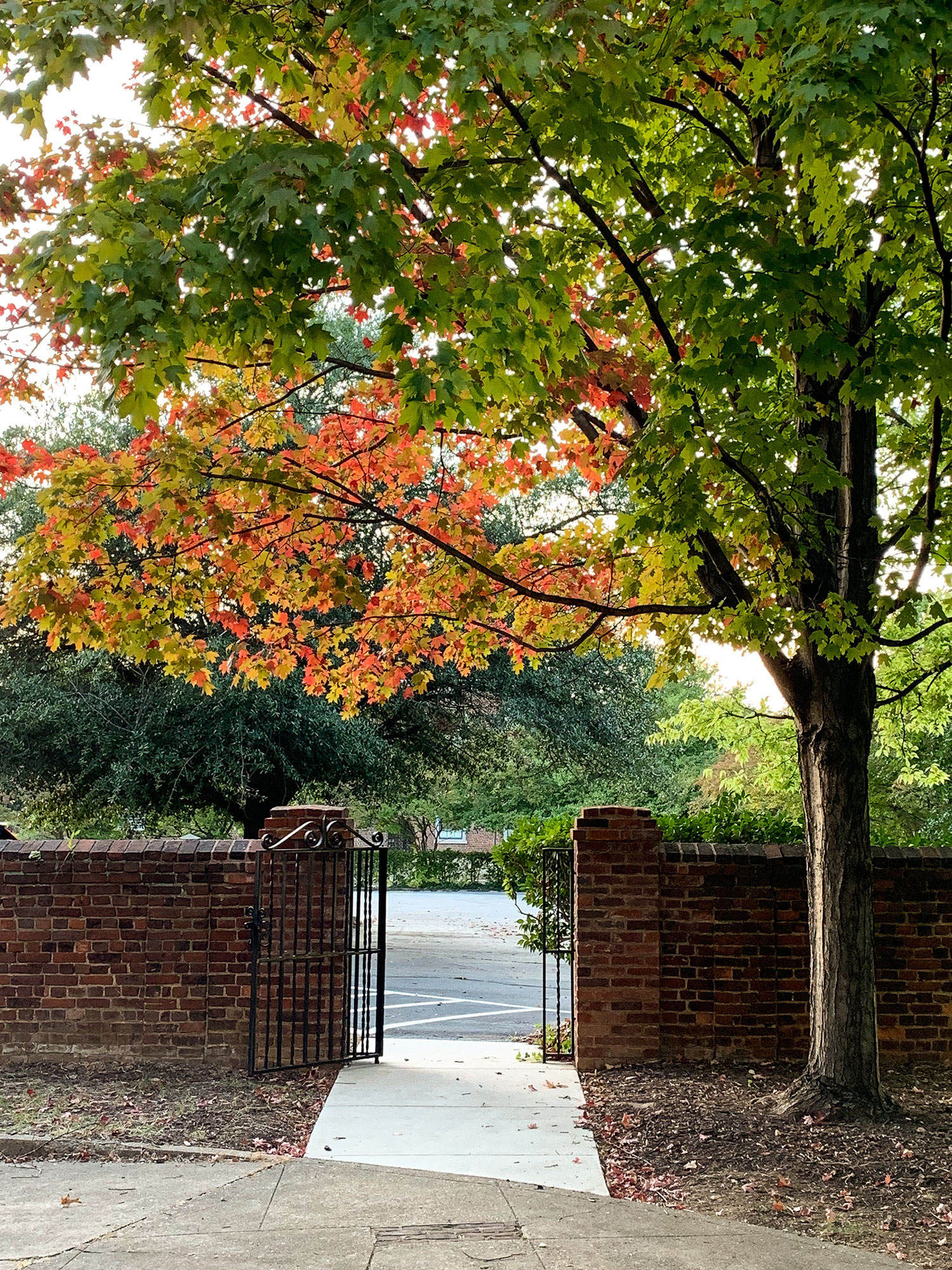 Fall Tree Gate