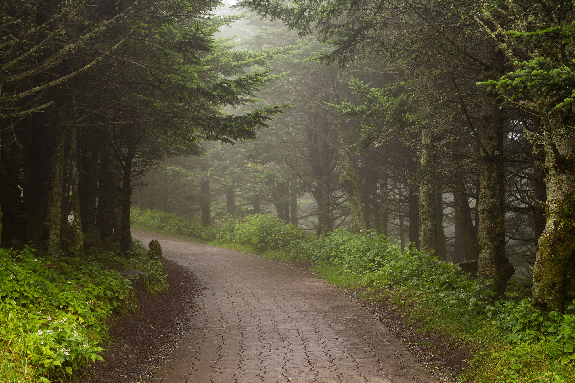 Path to Mt. Mitchell