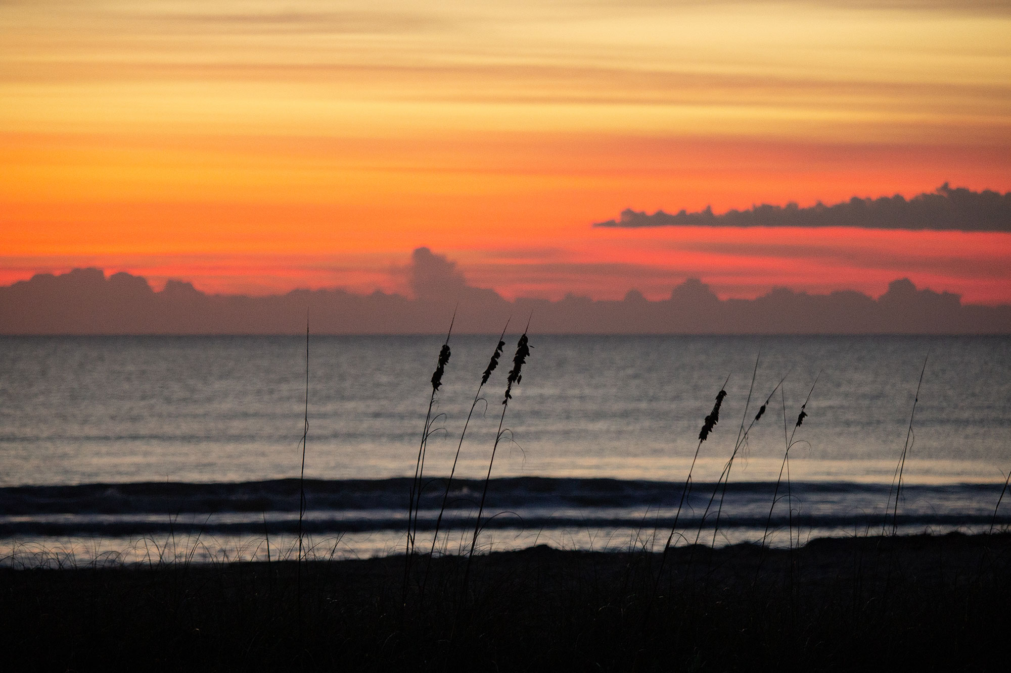 Sea Grass Sillhouette