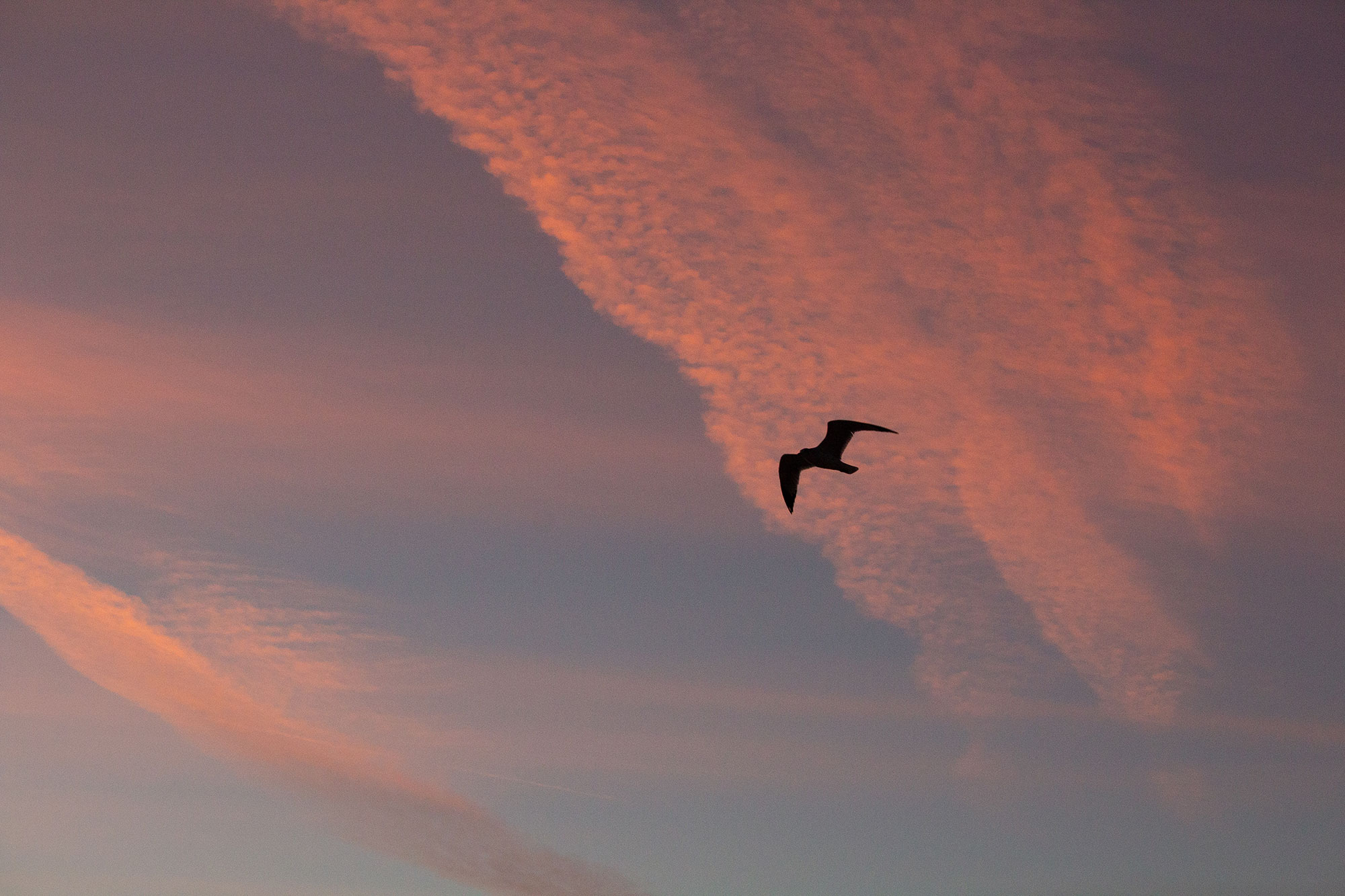 Seagull Flying at Sunrise