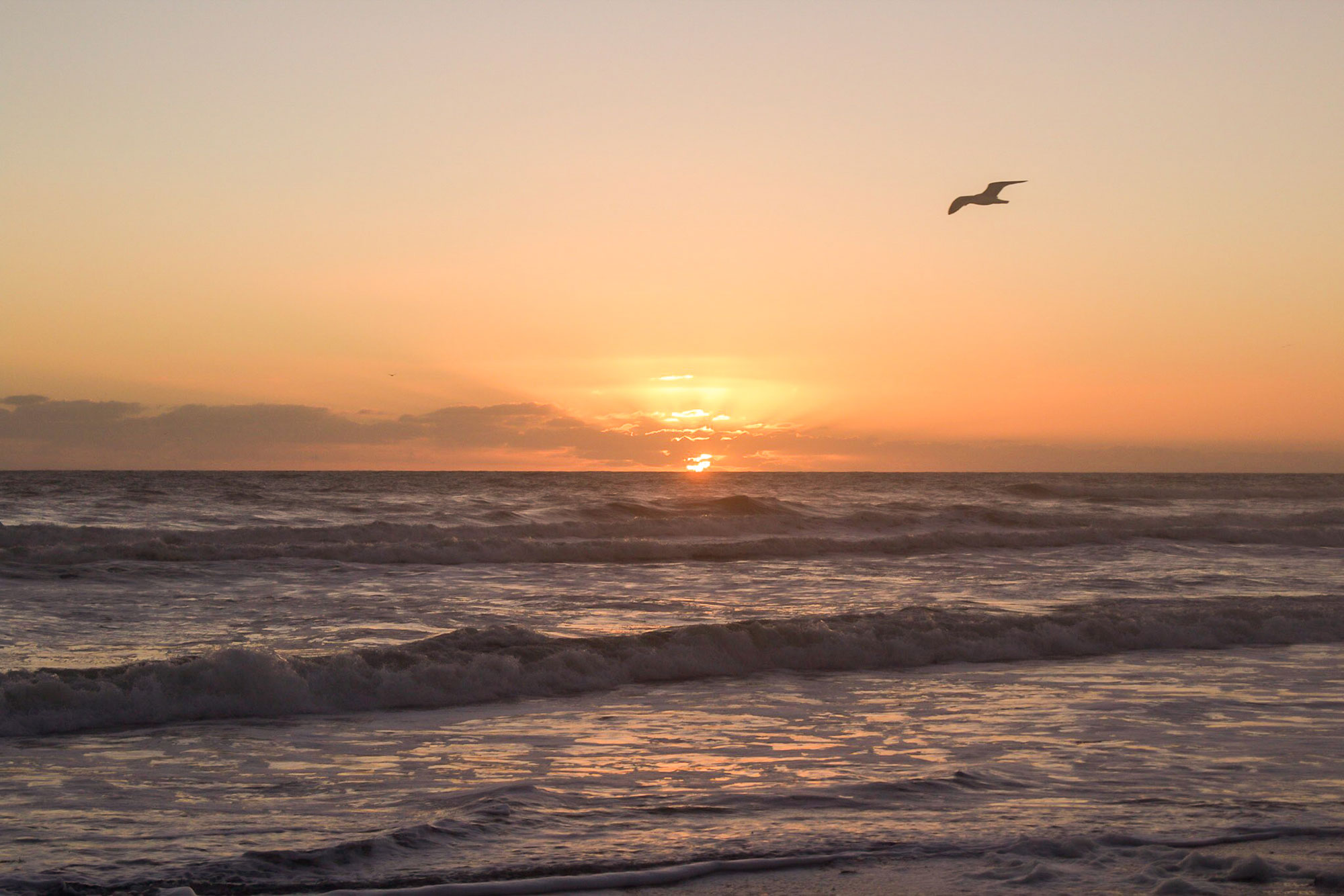Seagull Sunrise