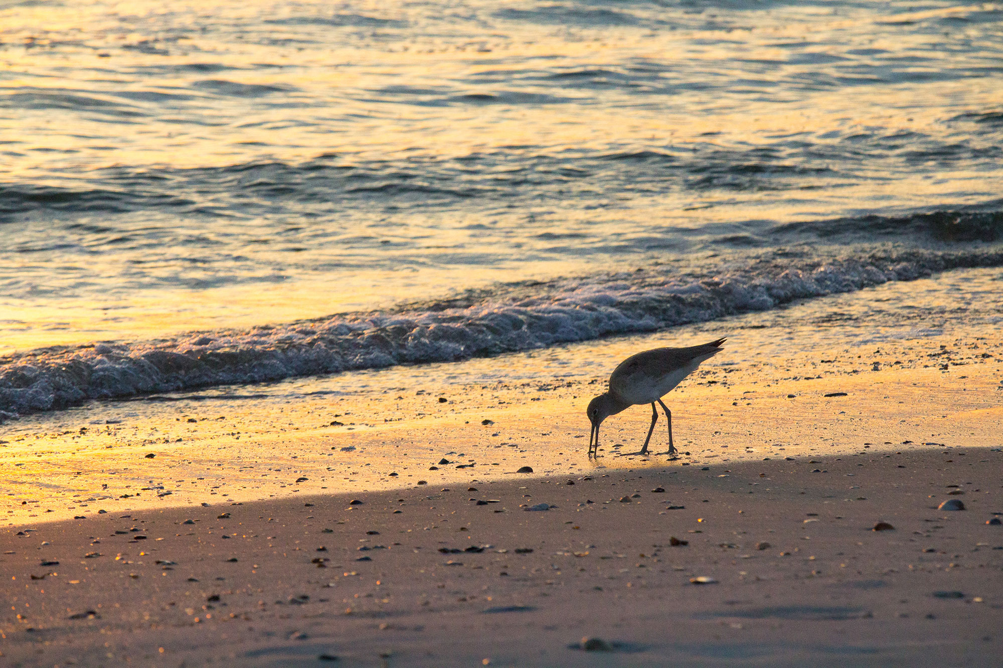 Sunrise Sandpiper