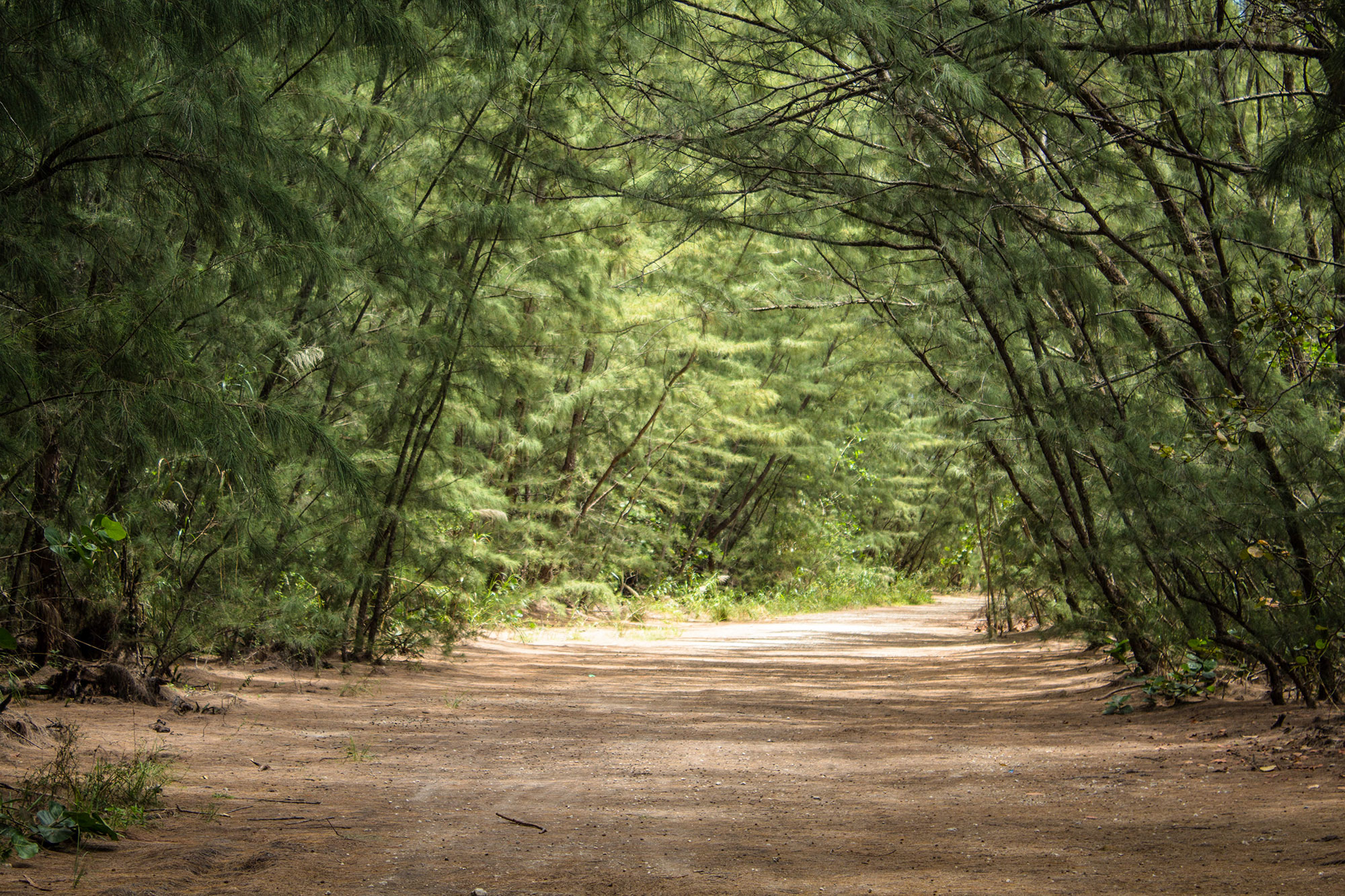 Wooded Path