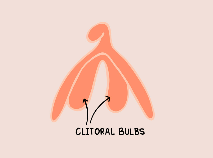 Clitoral Bulbs