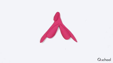 Anatomy of the clitoris