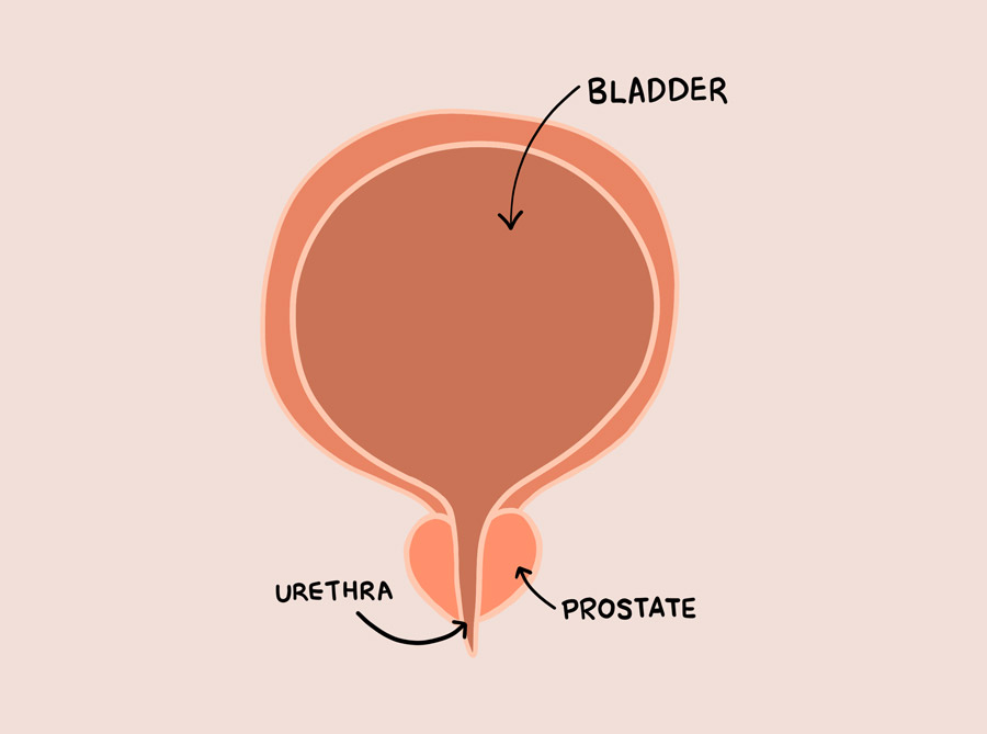 Bladder Urethra Prostate