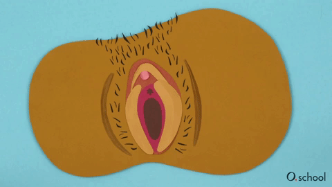 The clitoris, vulva, labia, vagina and pubic bone