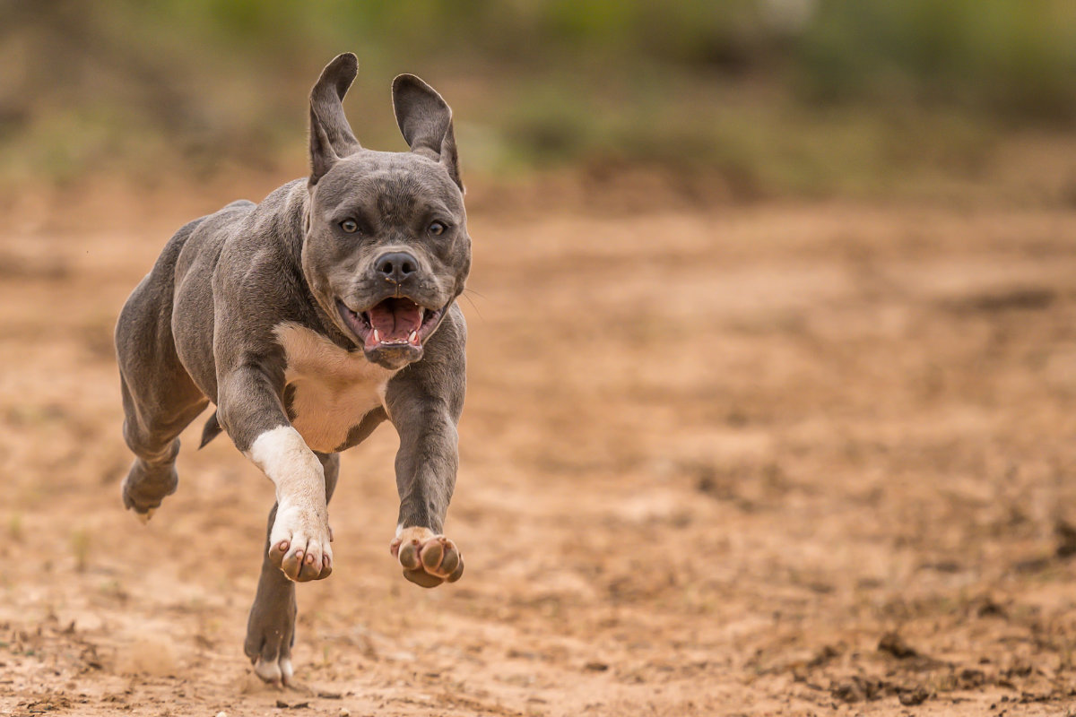 Pitbull corriendo hacia la cámara