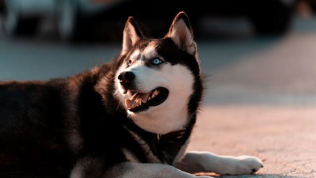 Foto retrato Husky 