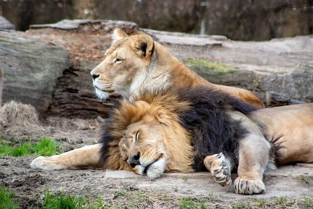 2 Leones descansando uno cerca del otro. 