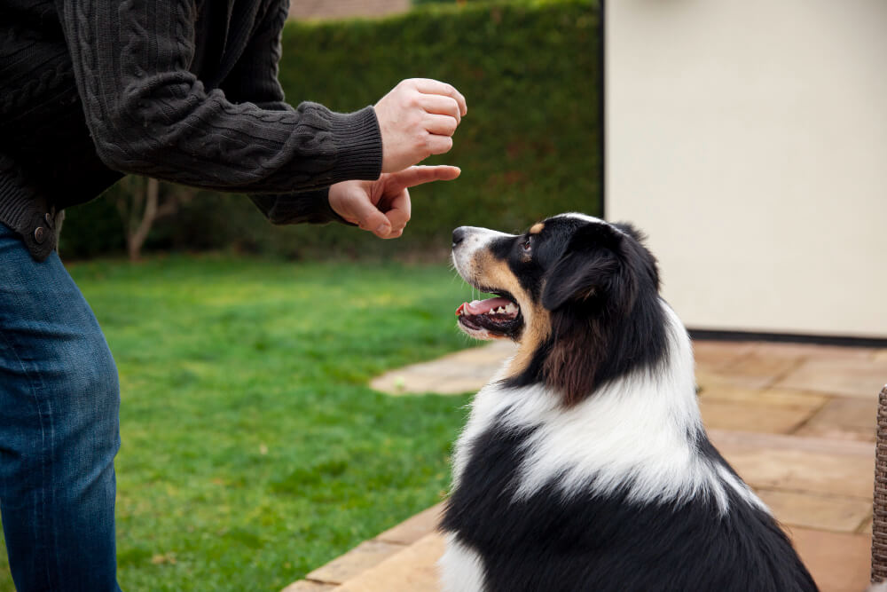 Perro adiestrado y provocado. 