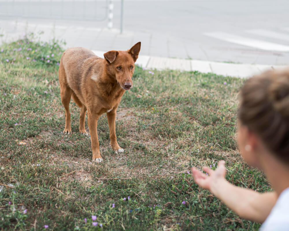 Perro provocado por una hembra. 