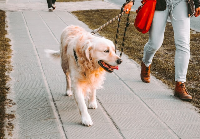 Perro paseado con correa por una acera pública 