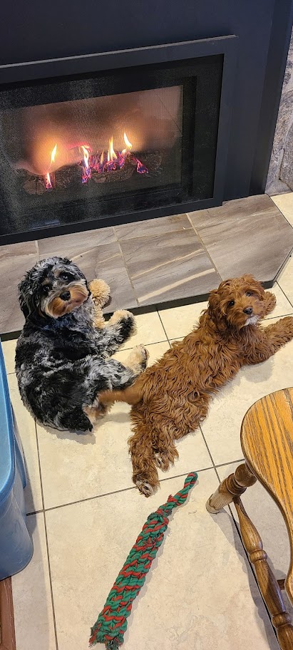 Willow ( AKA Hope) - Female - F1 Cockapoo | Agape Kennel | Elmira, Ontario