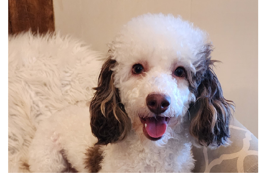 Tsuki (meaning moon) Male Agape Kennel Elmira, Ontario