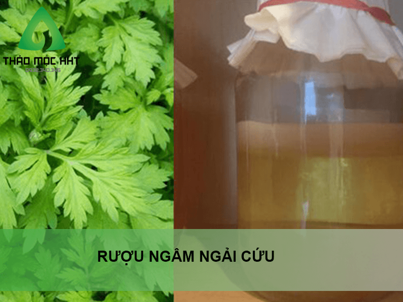 Thảo dược ngâm rượu chữa đau lưng