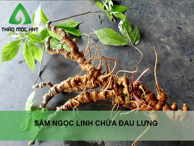 Thảo dược nào chữa đau lưng tốt