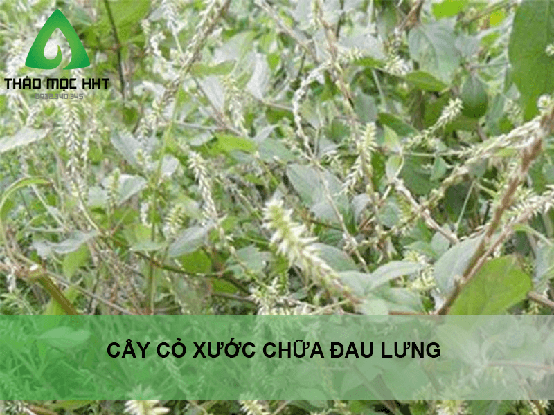 Thảo dược nào chữa đau lưng tốt