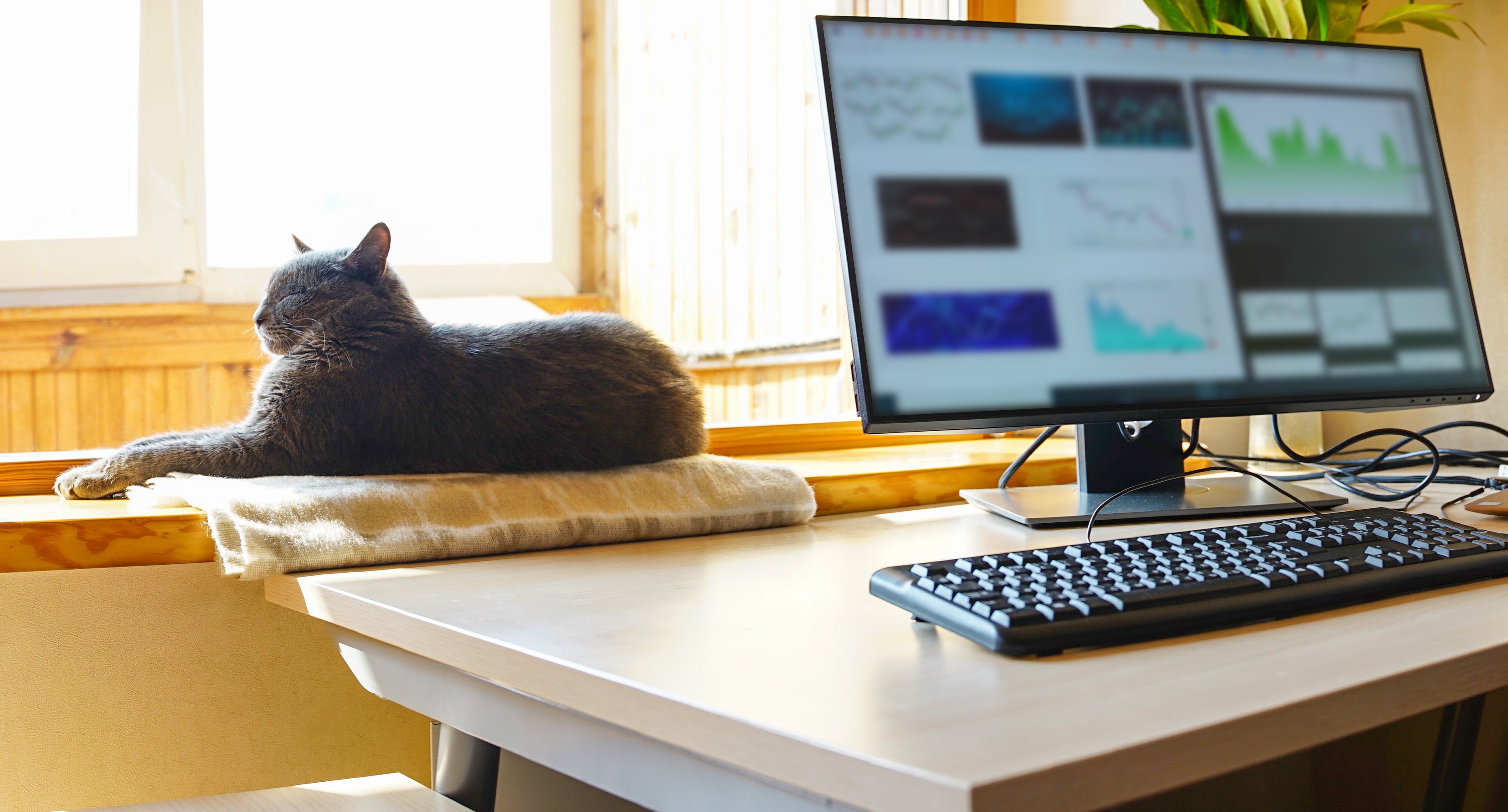 Cat on window sill next to laptop
