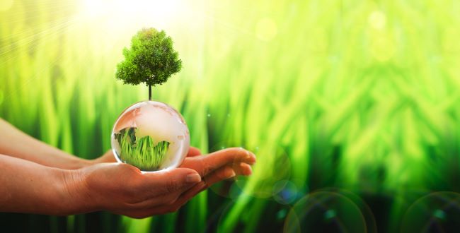 Plant held in a person's hand