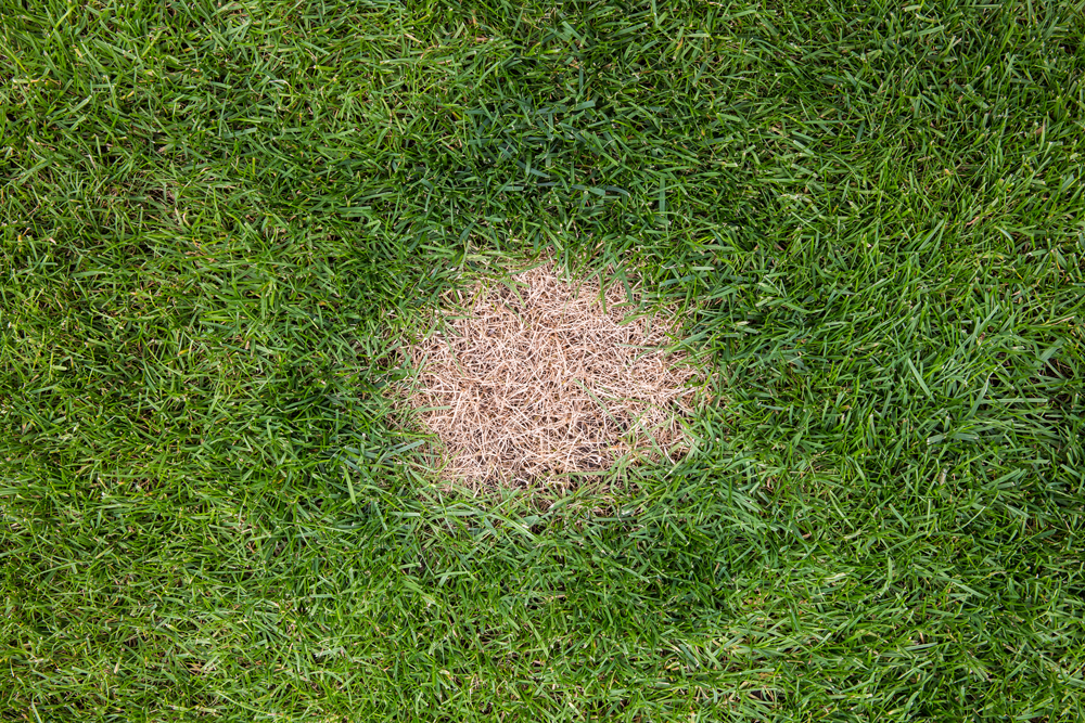 dog rocks lawn burn patch preventative