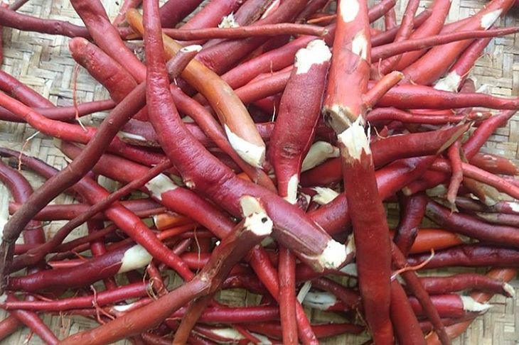 Thuốc dẫn gian chữa liệt dương
