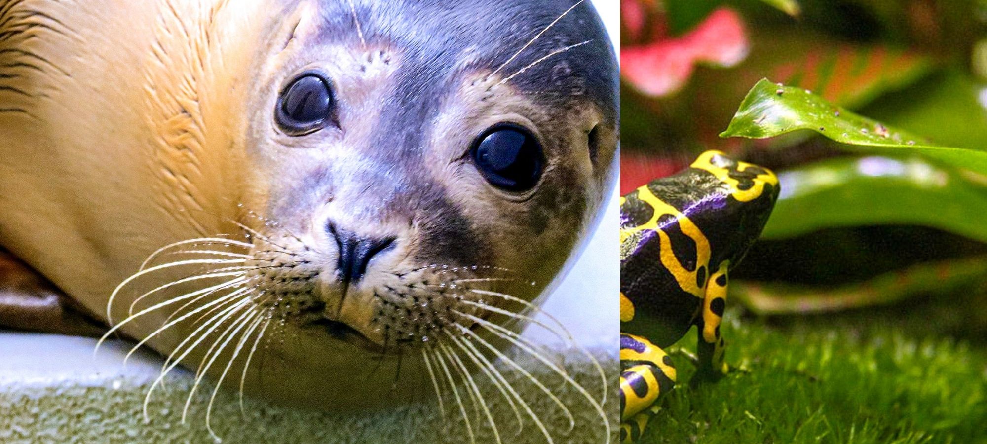 Left: Seal looking directly at camera. Right: a black and yellow frog.