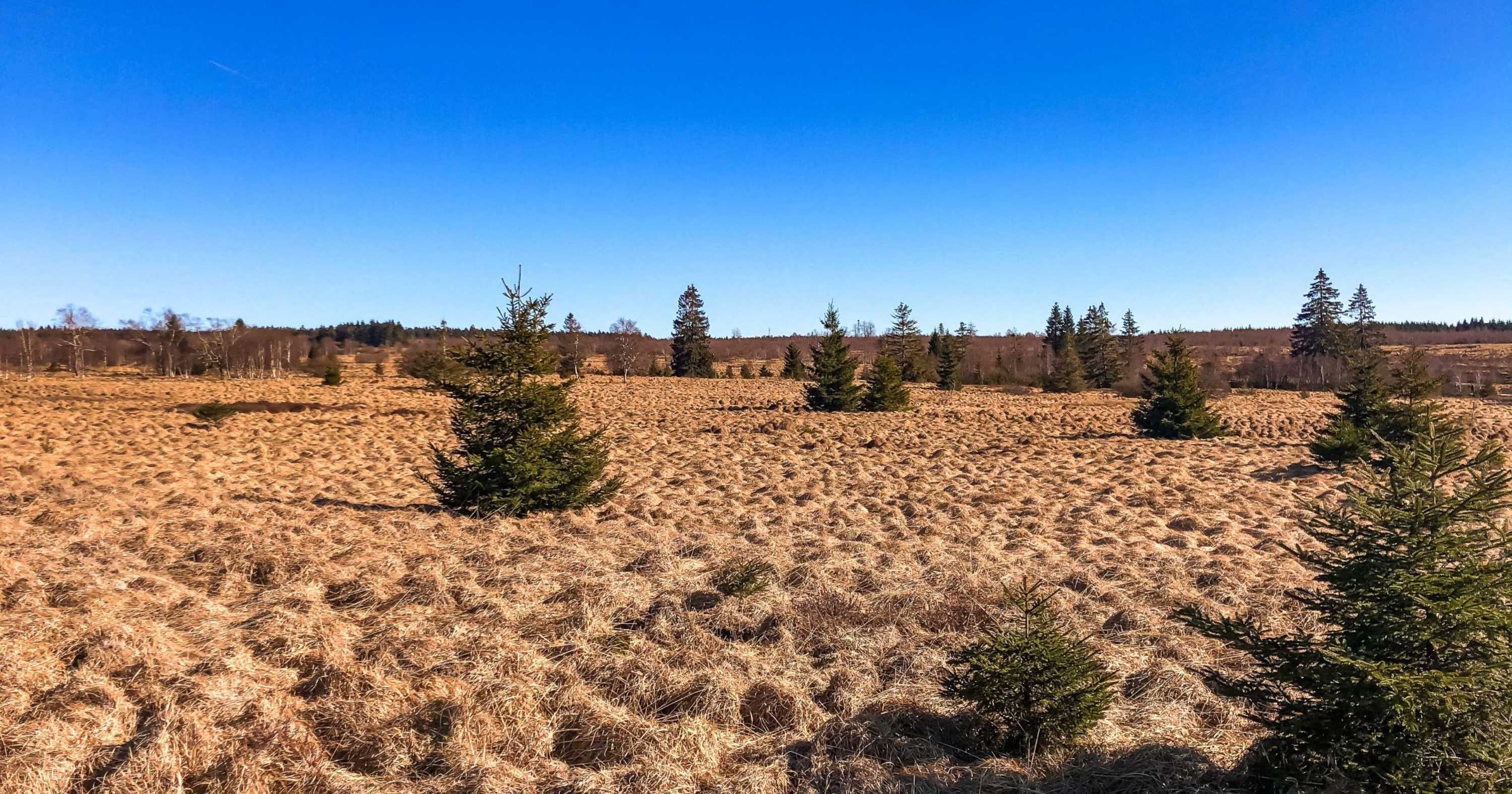 Open plains of the Hautes Fagnes dotted with trees near Waimes, Belgium