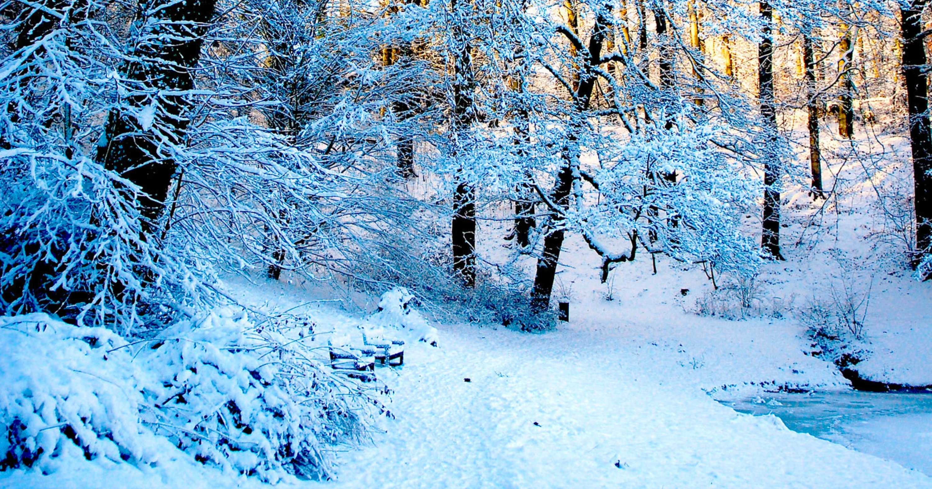 Snow covered trees in the Sonian Forest near Brussels, Belgium