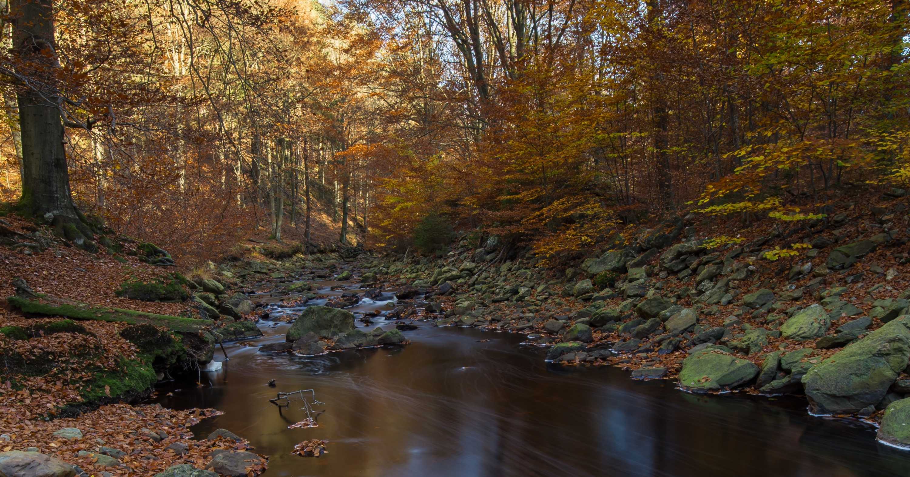 A river running through a valley in the forest near Eupen, Belgium