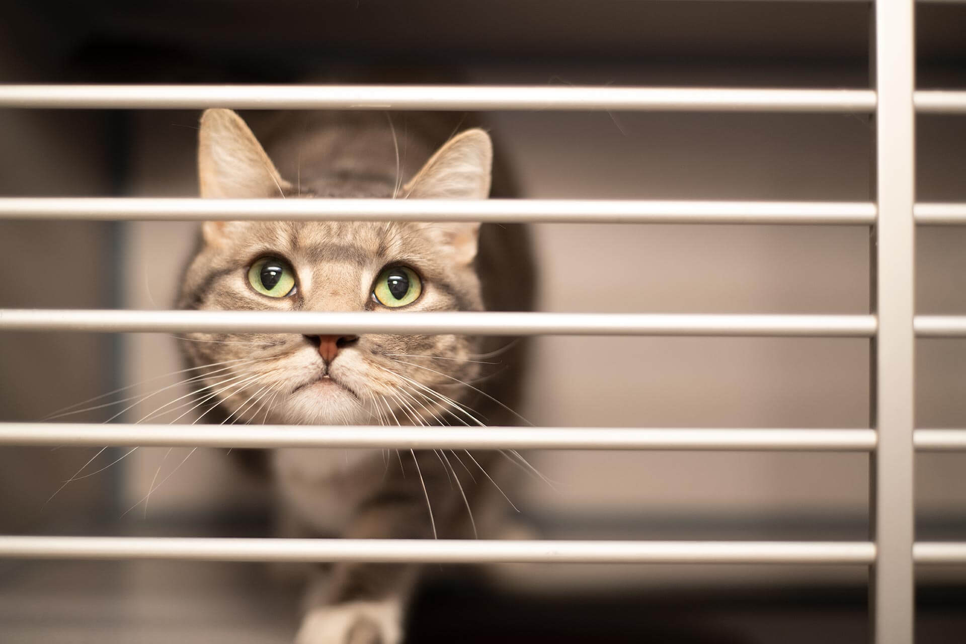 Cat Radioactive Iodine Treatment In Gilbert, AZ I Arizona Veterinary