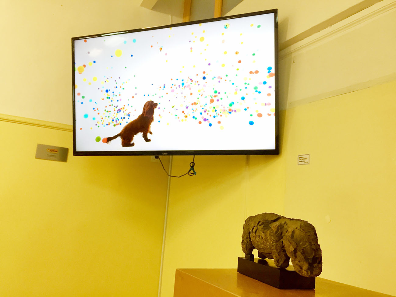 instalation, video, movie, dog