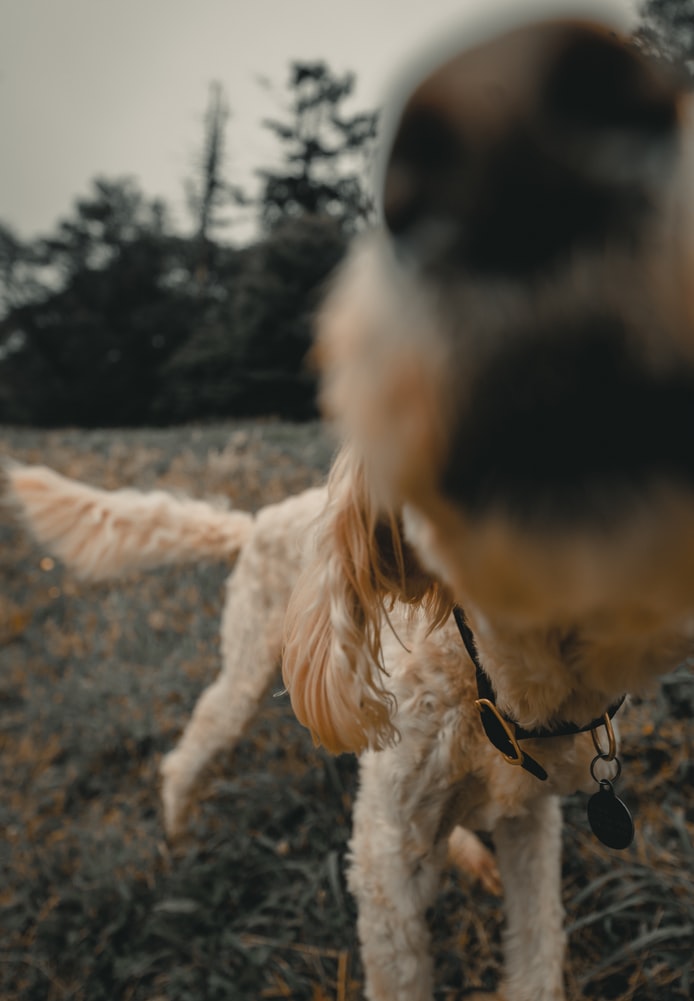 https://images.unsplash.com/photo-1564770972270-47ea9f02ba46?ixid=MnwxMjA3fDB8MHxwaG90by1wYWdlfHx8fGVufDB8fHx8&ixlib=rb-1.2.1&auto=format&fit=crop&w=694&q=80